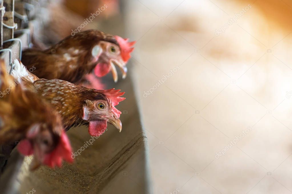 Hens and Eggs Chickens in farm, Cage closed, chicken industry, Soft focus, High ISO.