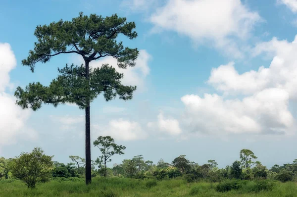 Árvore Céu Azul Sem Nuvens Espaço Cópia — Fotografia de Stock