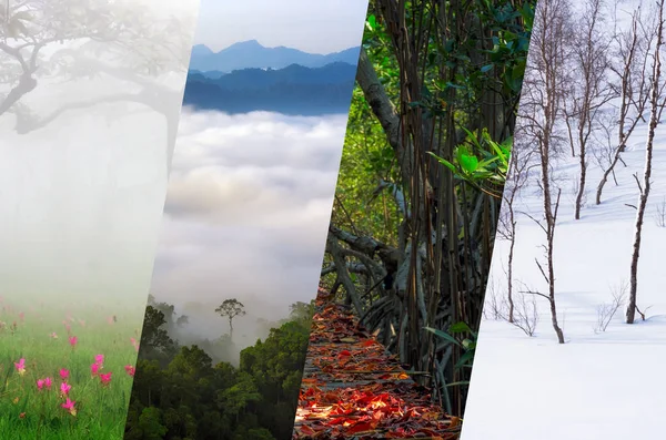 Schöne Naturcollage Vier Jahreszeiten Collage Verschiedene Jahreszeiten Winter Frühling Sommer — Stockfoto