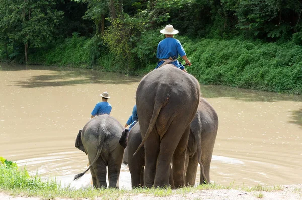 Éléphant Mahout Village Éléphants Trekking Éléphants Dans Jungle Dans Nord — Photo
