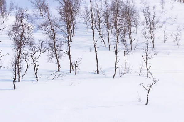 Téli Erdei Fák Hóval — Stock Fotó