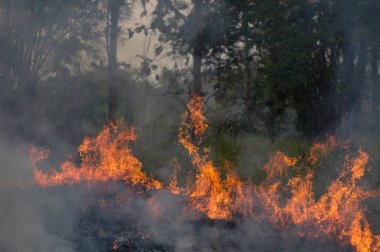 Orman Yangın, orman yangını öğleden sonra kırmızı ve turuncu renge sahip duman ve alevler yanan ağacında. çevre kirliliği, Kuzey Tayland.