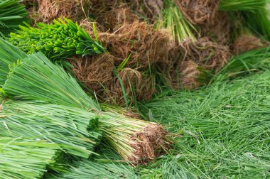 Pirinç fidan dikimi için hazır ve organik pirinç tarlaları büyümeye hazır.