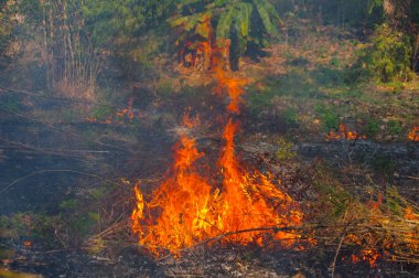Orman Yangın, orman yangını öğleden sonra kırmızı ve turuncu renge sahip duman ve alevler yanan ağacında. çevre kirliliği, Kuzey Tayland.