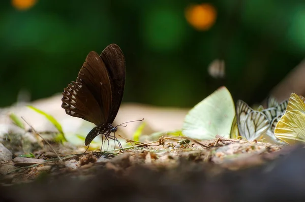 Mariposa Negra Mormón Común Parque Nacional Kaeng Krachan Phetchaburi Tailandia — Foto de Stock