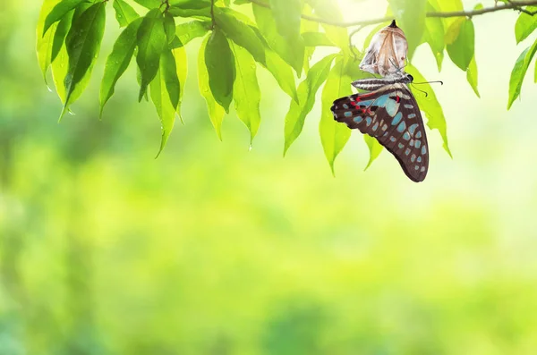 Increíble Momento Sobre Cambio Mariposa Forma Crisálida — Foto de Stock