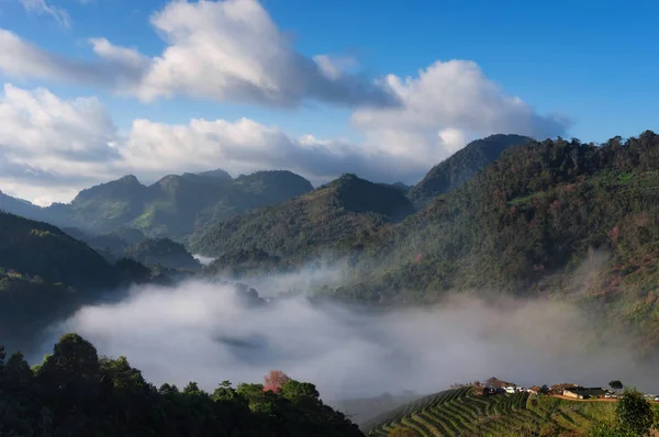 Beautiful Mountain Landscape Morning Mist Tea Farm Ang Khang Chiang — Stock Photo, Image