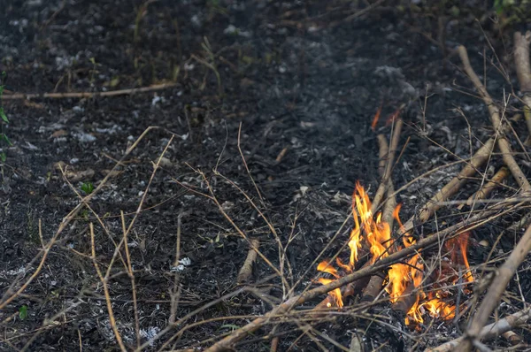 Fogo Florestal Árvore Ardente Fogo Selvagem Cor Vermelha Laranja Tarde — Fotografia de Stock