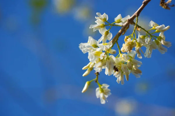 Красива Квітуча Глірікідія Тлі Блакитного Неба — стокове фото