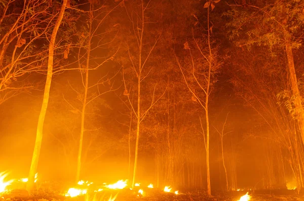Incendio Forestal Árbol Ardiente Fuego Forestal Color Rojo Naranja Por — Foto de Stock