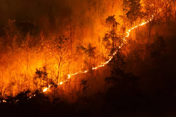 Erdő Tűz Wildfire Égő Piros Narancssárga Színű Éjjel Erdőben Hegy — Stock Fotó