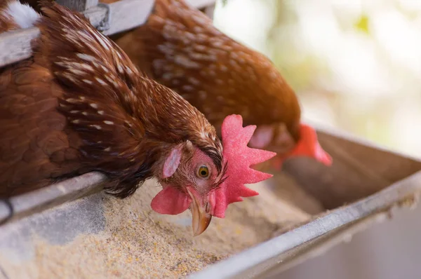 Tavuk Çiftliği Tavuk Endüstrisi Soft Focus Yüksek Iso Kapalı Kafeslerde — Stok fotoğraf