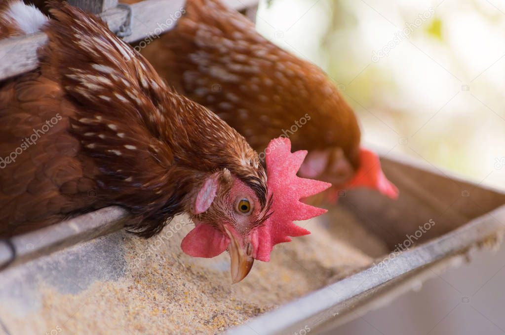 Hens at closed cages in farm, chicken industry, Soft focus, High ISO.