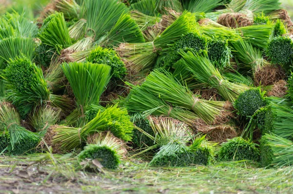 Reissämlinge Werden Für Die Pflanzung Vorbereitet Und Sind Bereit Bio — Stockfoto