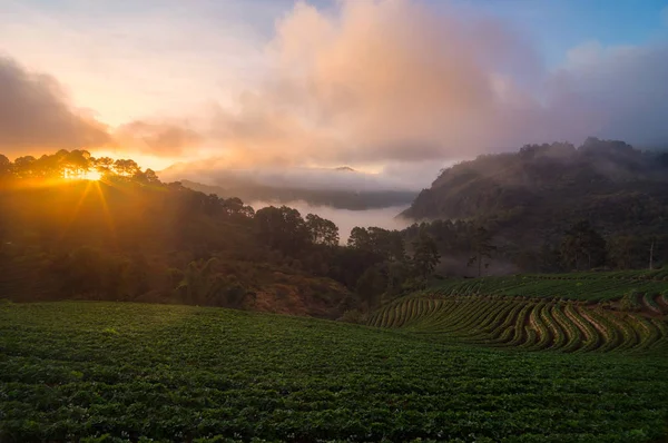 Wunderschöne Berglandschaft Mit Morgennebel Über Erdbeerfarm Baan Nor Lae Ang — Stockfoto