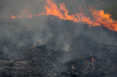 Orman Yangın, orman yangını öğleden sonra kırmızı ve turuncu renge sahip duman ve alevler yanan ağacında. çevre kirliliği, Kuzey Tayland.