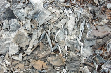 Sonra orman yangın söndürülmesi güç ateş yanan ormanda Kuzey, Tayland yaprakları kül yanmış. kirliliği.