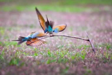 Güzel Mavi kuyruklu arı yiyenler çayır, Phetchaburi Tayland yukarıda kuru dal üzerinde çifti.