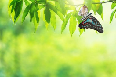 Amazing moment about butterfly change form chrysalis. clipart