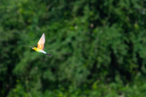 Beautiful Blue Tailed Bee Eater Flying Green Background Natural Blur — стоковое фото