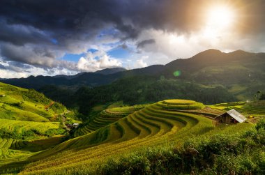 Pirinç tarlaları üzerinde Mu Cang Chai, Yenbai, Vietnam Teras. Kuzey Vietnam, hasat pirinç tarlaları hazırlamak.