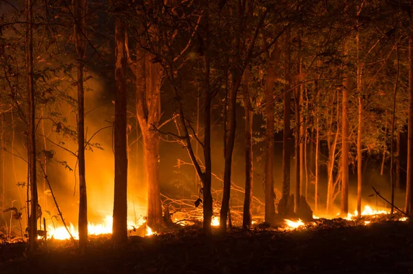 Orman yangını, ağaç kırmızı ve turuncu renkte gece ormanda geceleri, Kuzey Tayland yanan orman yangını.
