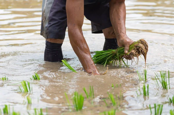 Menschen Pflanzen Reispflanzen Bio Reisfeld — Stockfoto