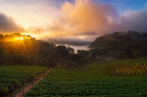 Bellissimo Paesaggio Montano Con Nebbia Mattutina Sulla Fattoria Fragole Baan — Foto Stock