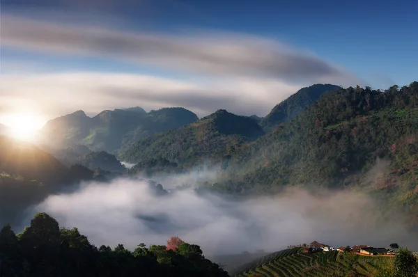 美丽的山景观与晨雾 下面是一个茶叶农场 Khang 泰国清迈 冬季热门旅游景点 — 图库照片