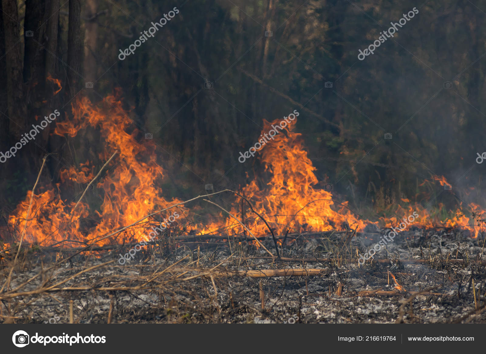 野火写真素材 ロイヤリティフリー野火画像 Depositphotos