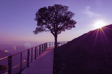 Yalnız ağaç, DOI Pui Cu, popüler turistik Mae Hong Son, Tayland en iyi bakış açısı dağda akşam yüksek dağların doğal manzara siluet.