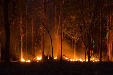 Orman yangını, ağaç kırmızı ve turuncu renkte gece ormanda geceleri, Kuzey Tayland yanan orman yangını.