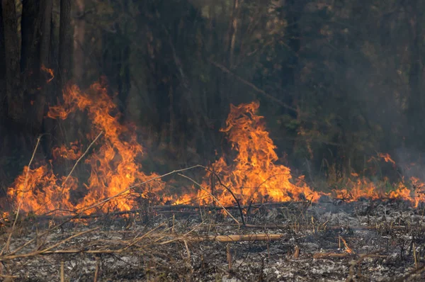 Skog Eld Wildfire Brinnande Träd Rött Och Orange Färg Eftermiddagen — Stockfoto