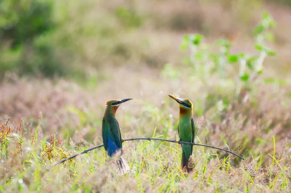 Beautiful Blue Tailed Bee Eater Males Females Branches Fed Dragonflies — Stock Photo, Image
