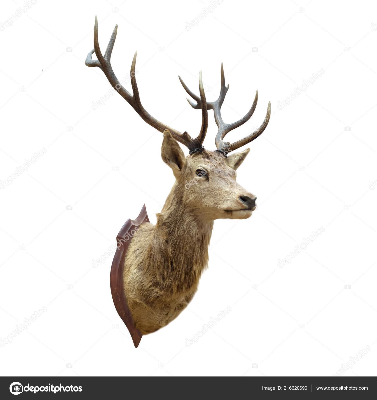 stuffed deer head