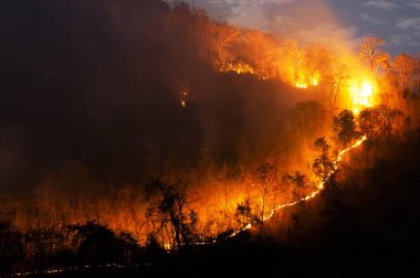 Orman Yangın, kırmızı ve turuncu renk ağacında geceleri dağda, Kuzey Tayland, ormandaki yumuşak odak yanan orman yangını.