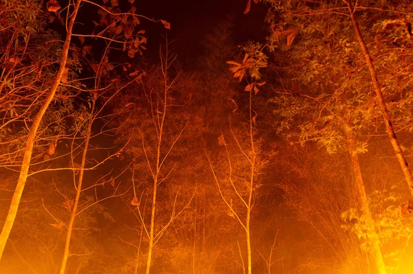 Orman Yangını Ağaç Kırmızı Turuncu Renkte Gece Ormanda Geceleri Kuzey — Stok fotoğraf