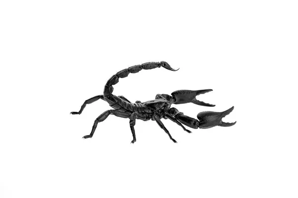 Heterometrus Laoticus Scorpion Isolate White Background — Stock Photo, Image