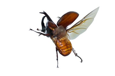 Gergedan böceği veya Dynastinae beyaz arka plan, böcek boynuzları kafasına, siyah veya parlak kahverengi.