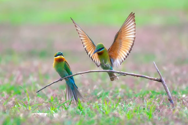 Pair Beautiful Blue Tailed Bee Eaters Dry Branch Meadow Phetchaburi — Stock Photo, Image