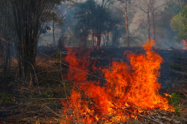 Orman Yangın Orman Yangını Öğleden Sonra Kırmızı Turuncu Renge Sahip — Stok fotoğraf