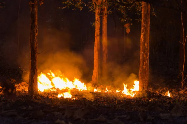 Δασική Πυρκαγιά Πυρκαγιά Καίγοντας Δέντρο Κόκκινο Και Πορτοκαλί Χρώμα Βράδυ — Φωτογραφία Αρχείου