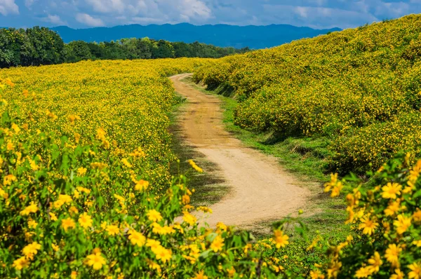 View Natural Scenery Tung Bua Tong Mexican Sunflower Field Mae — Stock Photo, Image