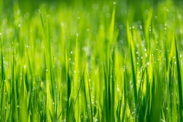 Mjukt Fokus Abstrakt Närbild Bild Grönt Ris Fält Detaljer Naturen — Stockfoto
