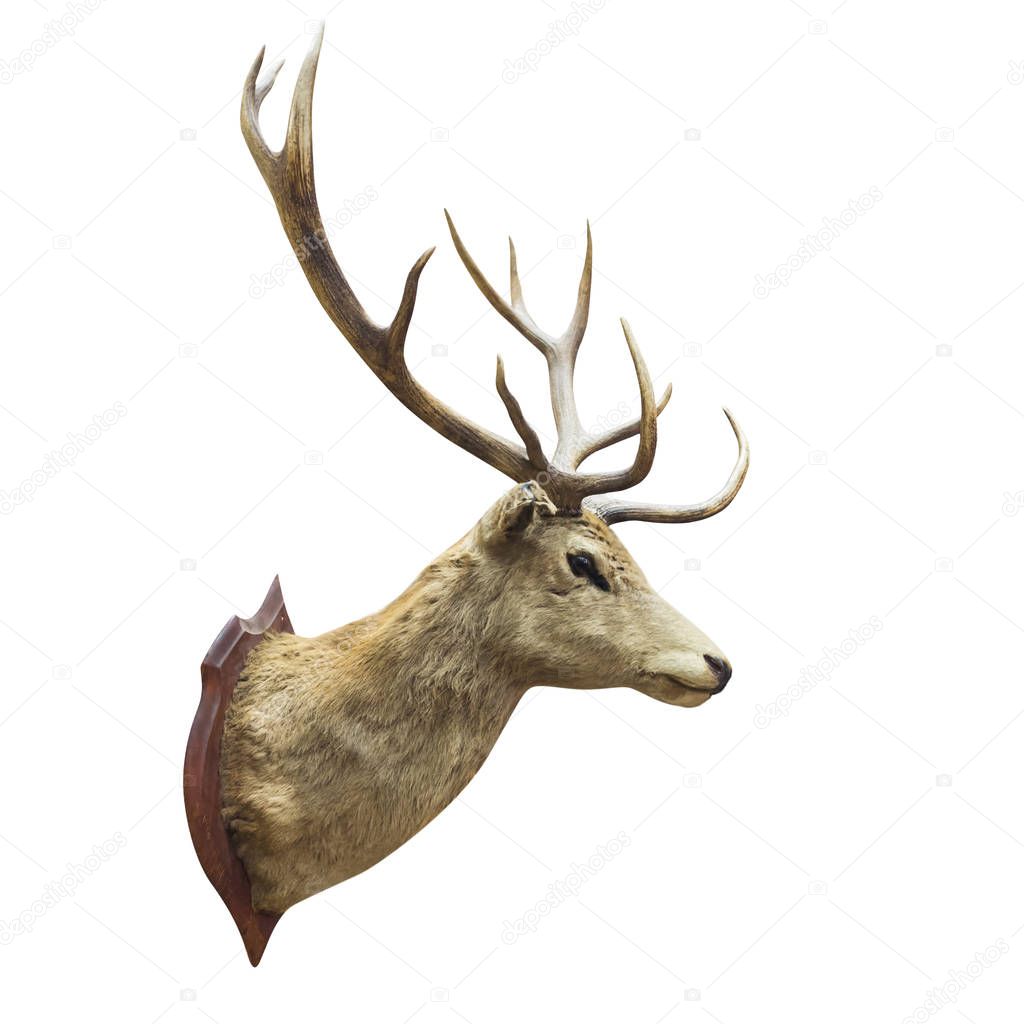 Stuffed deer head isolated on white with clipping path.