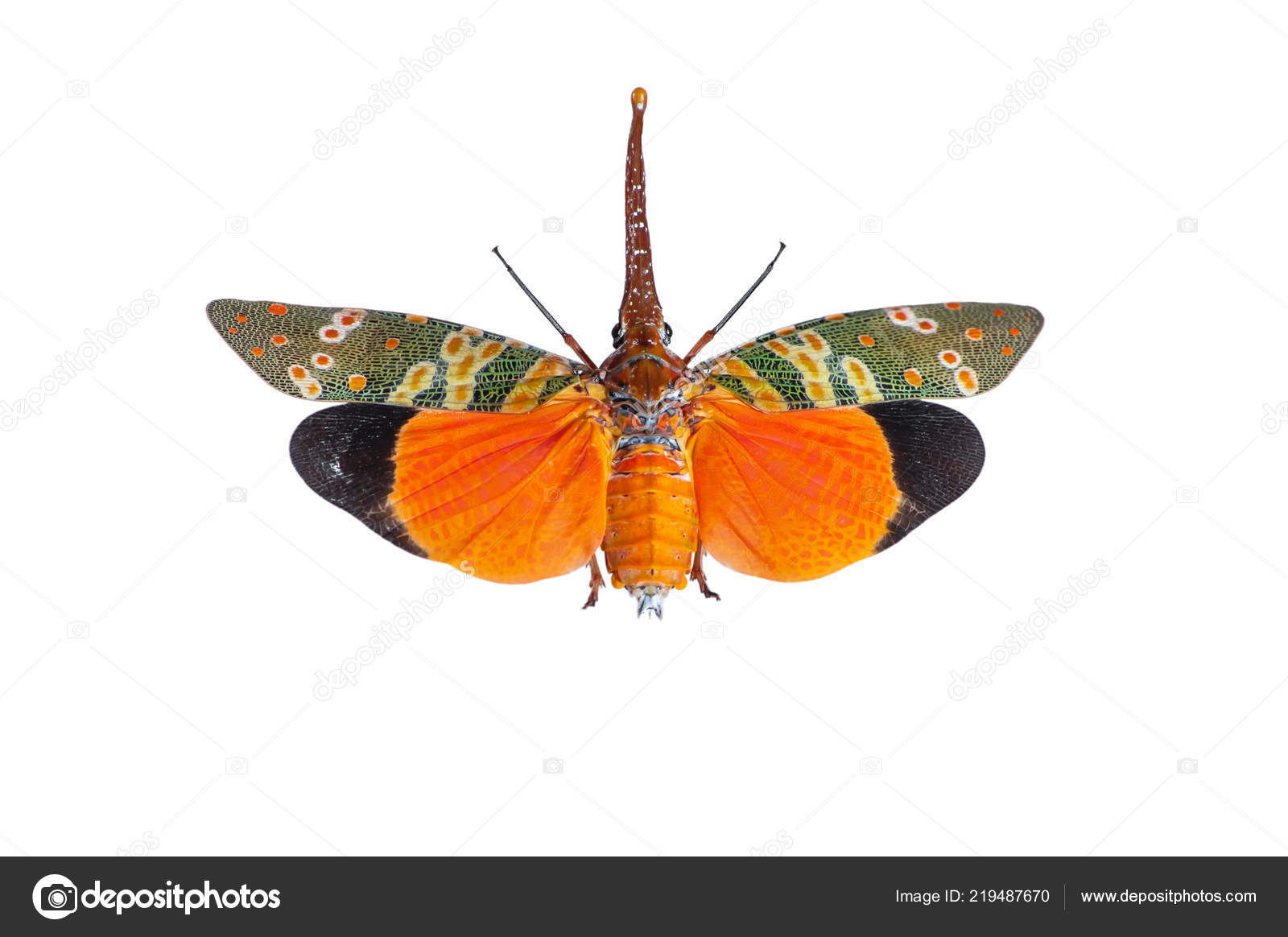 Laternaria Pyrops spinolae Bright Orange Taxidermy REAL Insect 