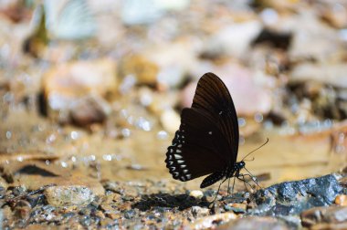 Black butterfly, Common Mormon in Kaeng Krachan National Park Phetchaburi,Thailand.