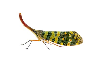 Beautifully Insect colored Pyrops spinolae lanternflies, Fulgorid bug, Lantern bug or Lanternfly isolated on white background can be found throughout Lampang Thailand. clipart