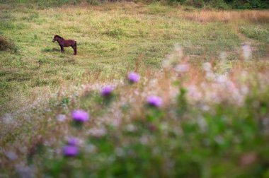 Kahverengi at çim çayırda, ön plan bulanık mor çiçekler kemiriyor.