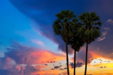 Siluet Palmyra Palms dramatik gökyüzü twilight saat, Phetchaburi Tayland ile.